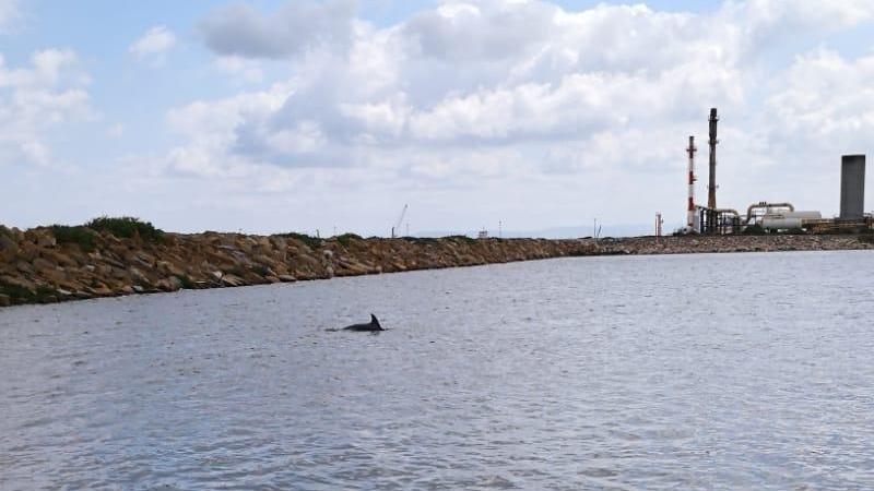 Porto Torres, delfino in difficoltà salvato dai vigili del fuoco