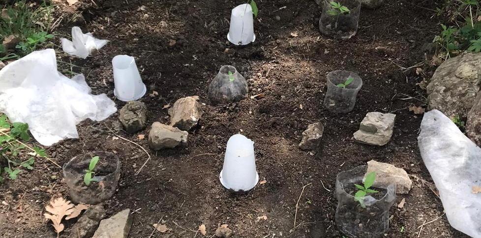 Trova una serra di marijuana nel suo terreno