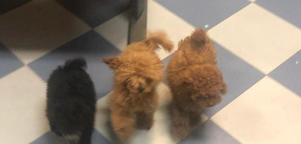 Quattro cuccioli nascosti in auto 44enne nei guai 
