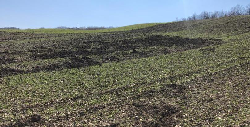Cinghiali, la caccia di selezione riattivata in quattro Comuni 