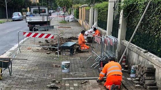 Undici pini da abbattere a Porta a Lucca e Pratale