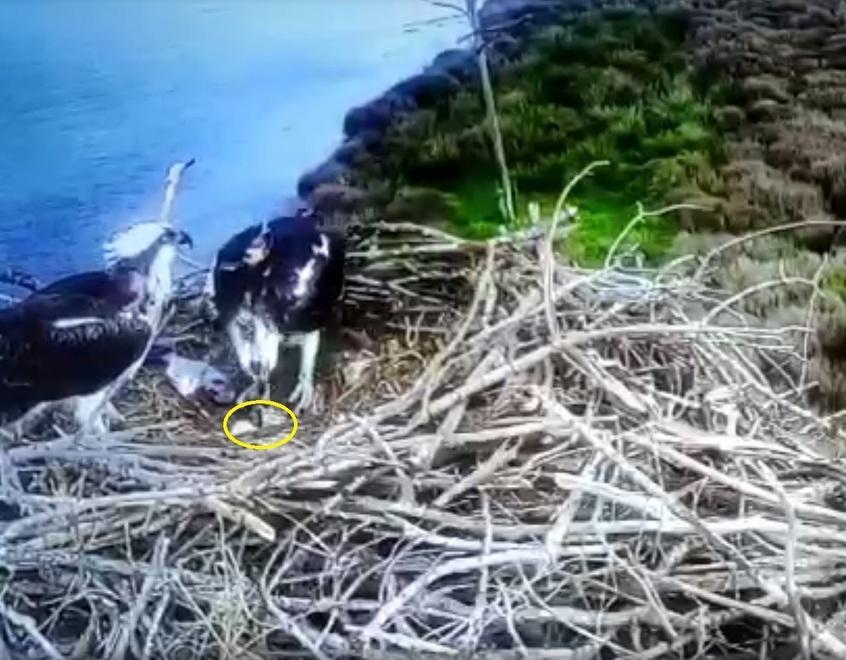 Il pulcino nato nel nido di Mora e Orbetello all'Oasi Wwf di Orbetello