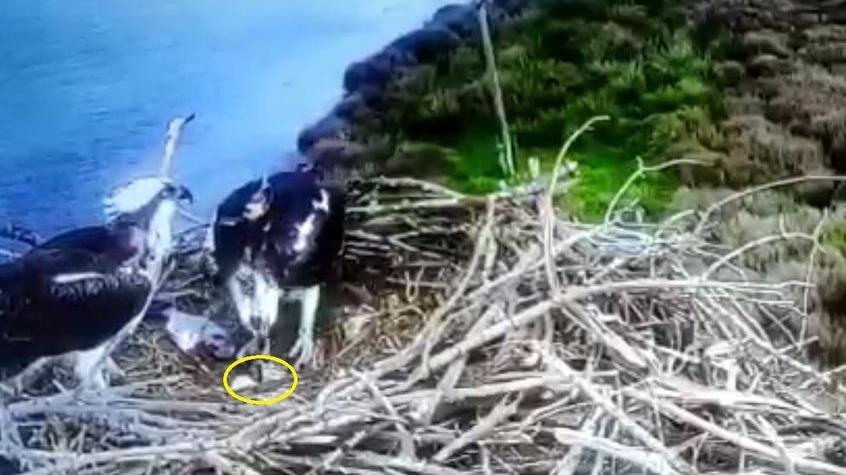 Il pulcino nato nel nido di Mora e Orbetello all'Oasi Wwf di Orbetello