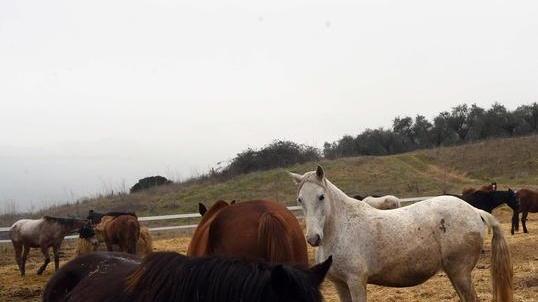 Alcuni cavalli nel recinto della tenuta di Tignano (foto Franco Silvi)