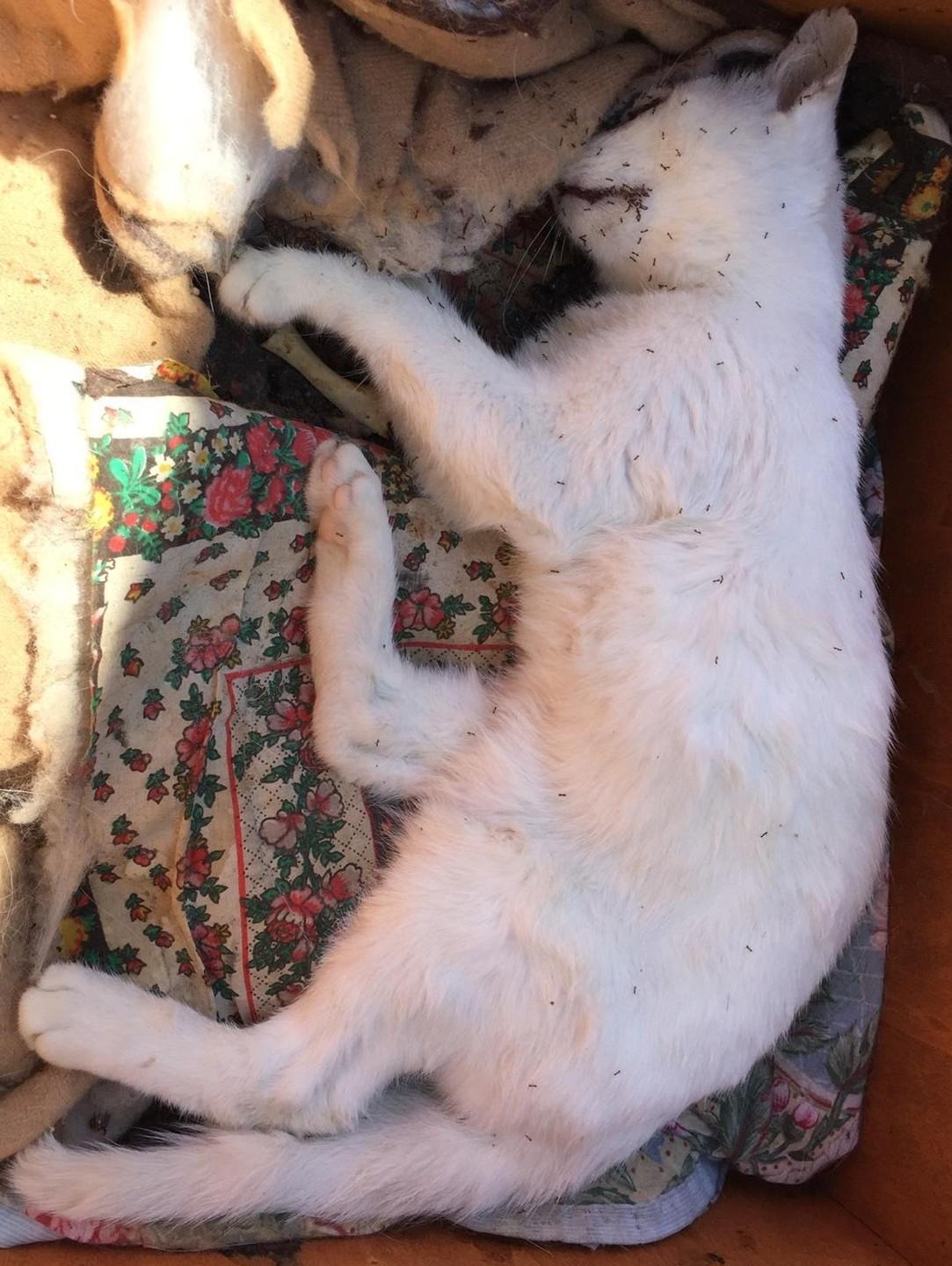 Arbatax, nel mirino la colonia felina 
