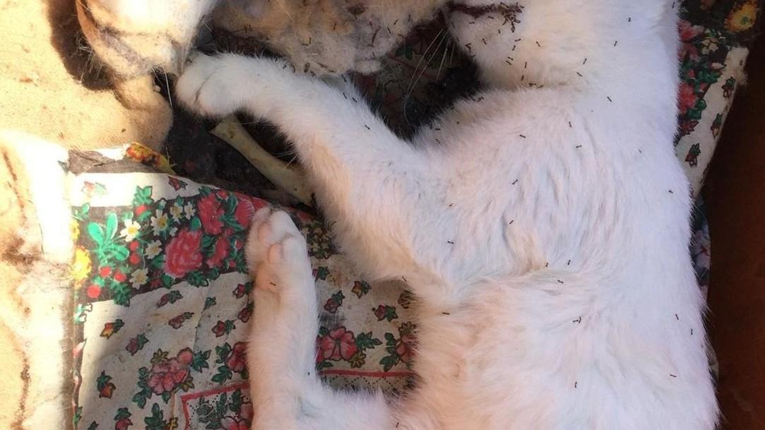 Arbatax, nel mirino la colonia felina