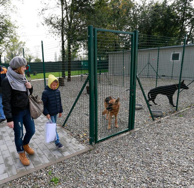 Canile comunale, c’è il bando per affidare i servizi veterinari 