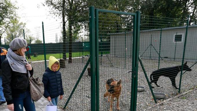Canile comunale, c’è il bando per affidare i servizi veterinari