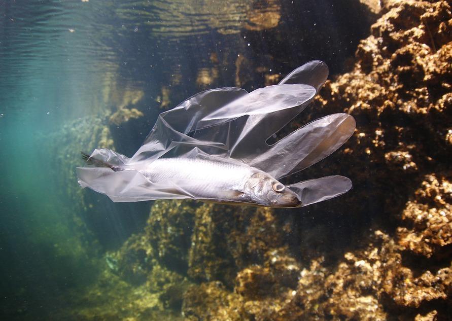 Allarme microplastiche nel Tirreno 