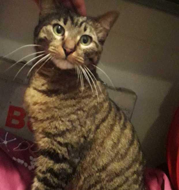 Correggio, smarrito un anno fa il gatto King torna a casa 