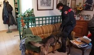 Azzerata la rete della cocaina all’Elba: otto persone arrestate dai carabinieri 