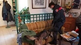 Azzerata la rete della cocaina all’Elba: otto persone arrestate dai carabinieri
