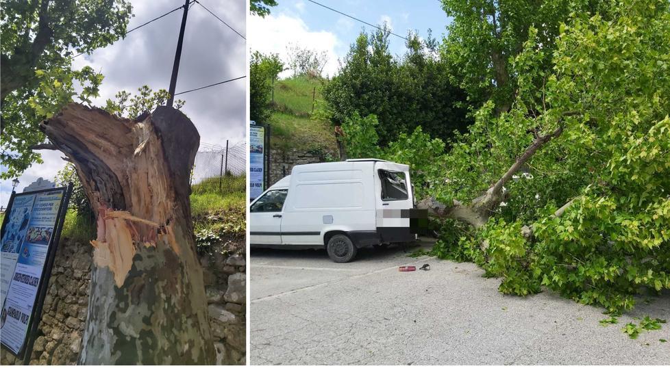 Un grosso albero cade sulla piazza Danni e paura