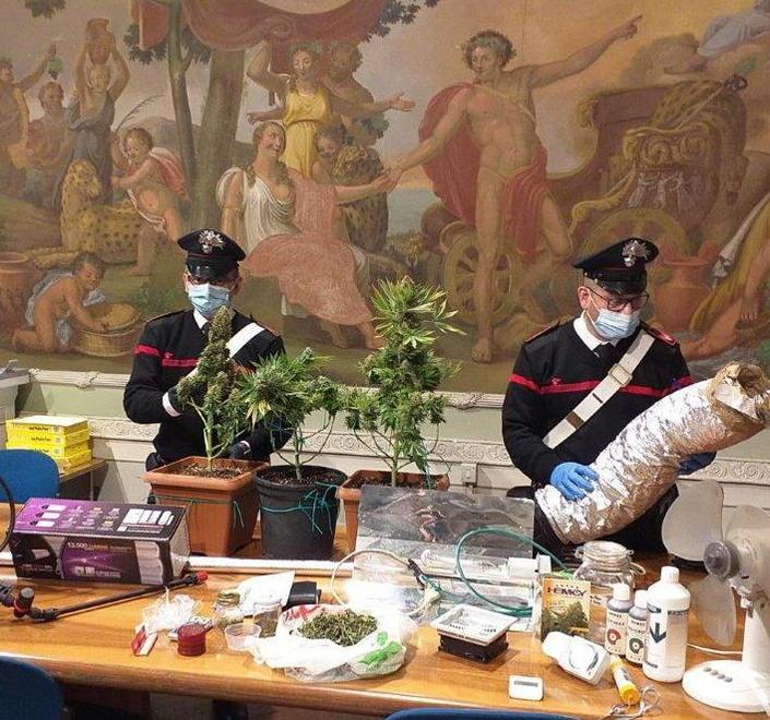Serra di marijuana in camera Denunciato un insospettabile 