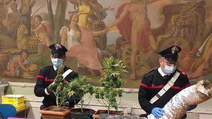 Serra di marijuana in camera Denunciato un insospettabile