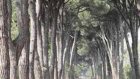 Accessibile la tenuta di San Rossore