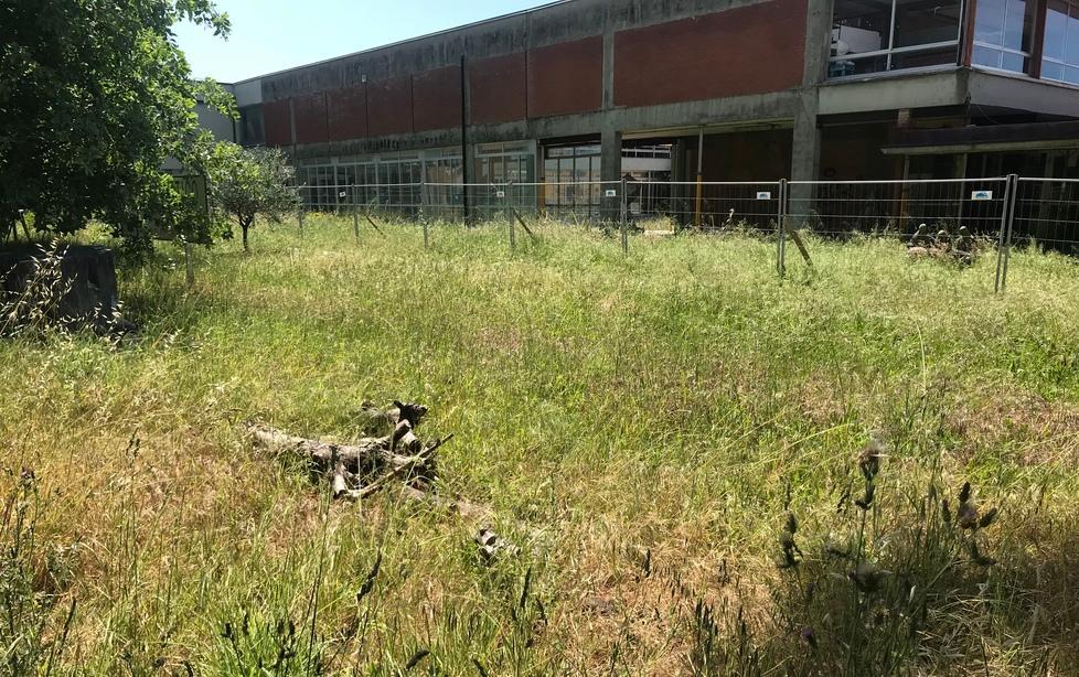 Erba alta al liceo artistico