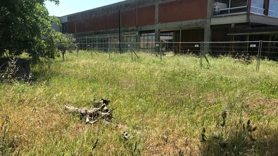Erba alta al liceo artistico