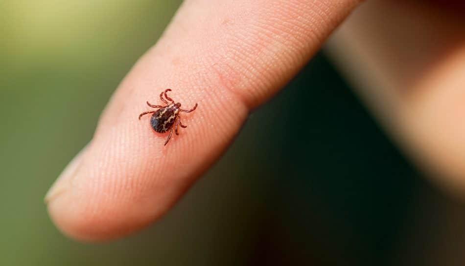 Le passeggiate nel verde sono a rischio zecche