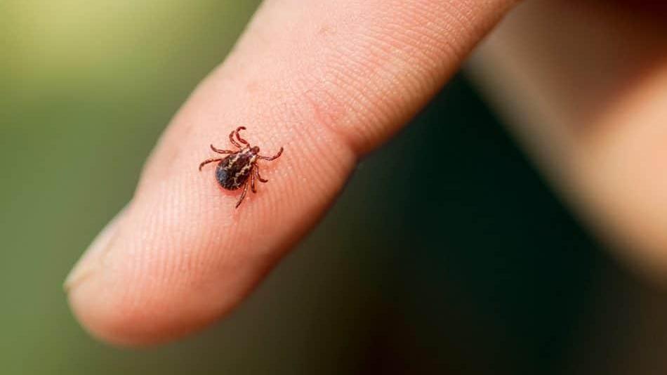 Le passeggiate nel verde sono a rischio zecche