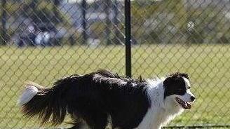 L’area di sgambamento di nuovo aperta ai cani