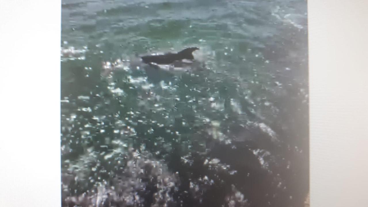 Uno dei delfini nel porto di Cagliari con il cucciolo al seguito (tratto dal video di Alessandro Liori)