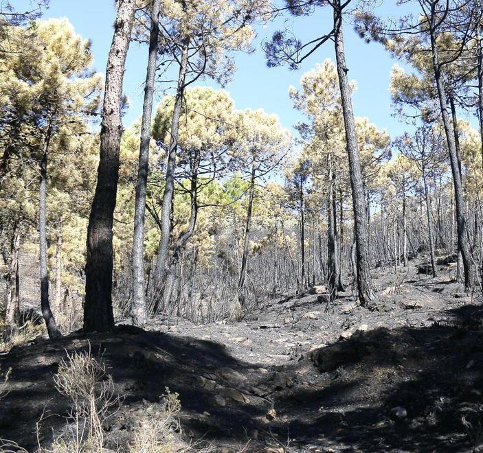 Il Monte dopo l’incendio