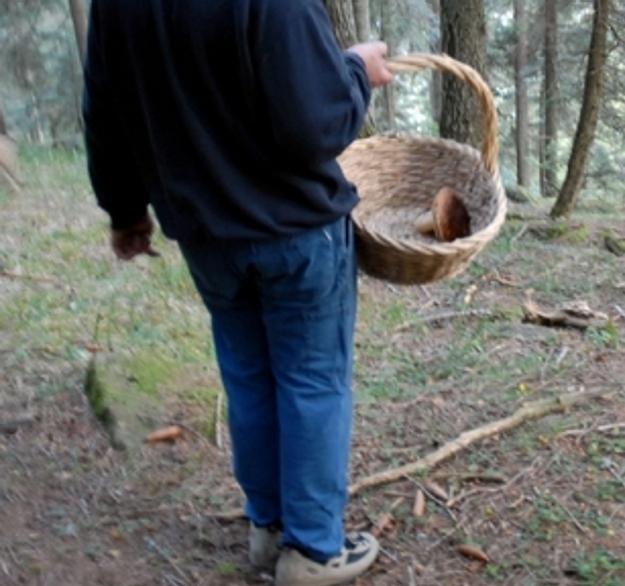 Via libera ai cercatori di funghi ma con le norme anti Covid 19 