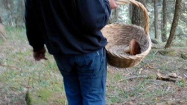 Via libera ai cercatori di funghi ma con le norme anti Covid 19