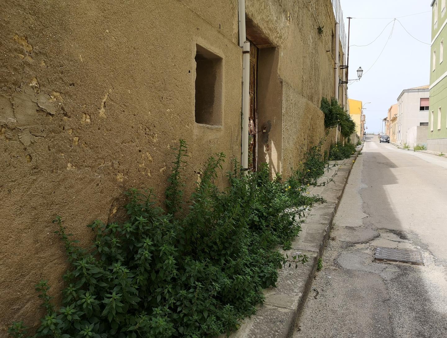 Erbacce infestanti lungo le strade la Multiservizi presto in azione