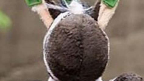 Detergere tutto dai peluche agli auricolari
