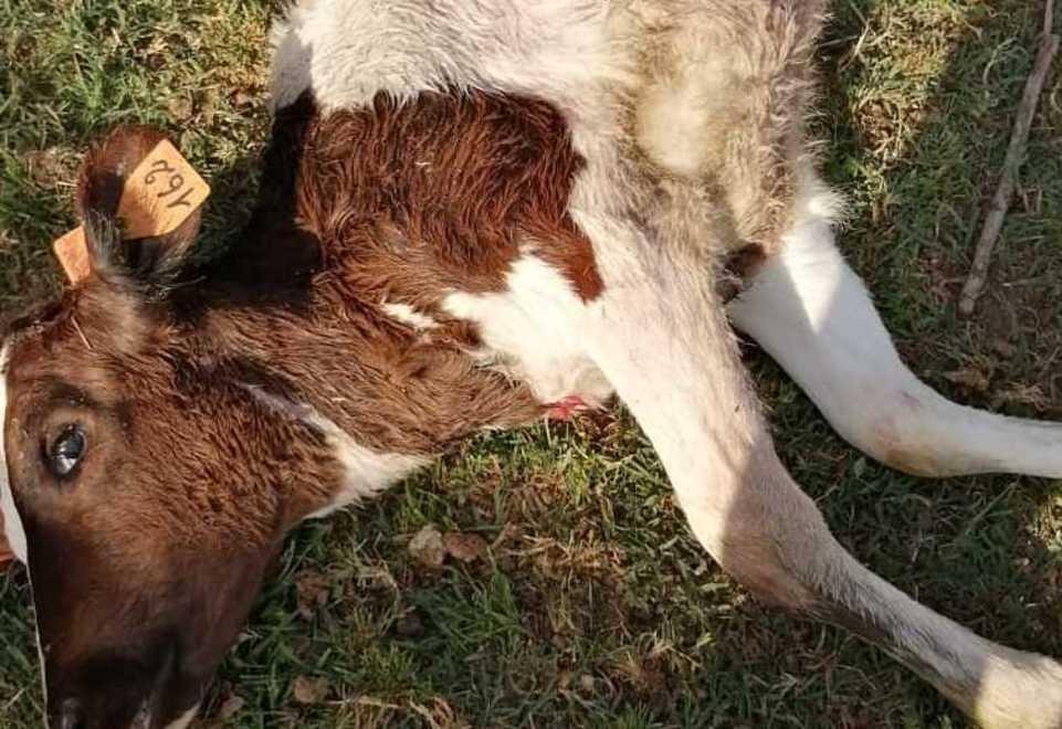 La vitella uccisa dai lupi in una fattoria di Aiola di Montecchio
