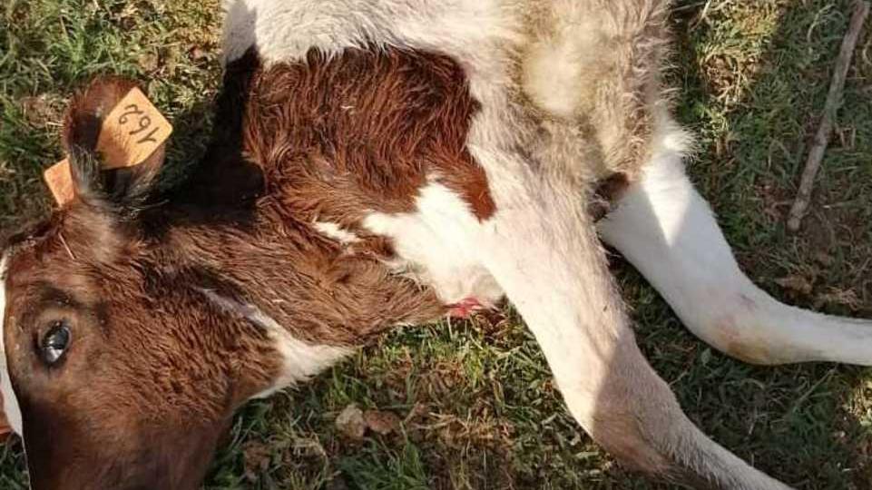 La vitella uccisa dai lupi in una fattoria di Aiola di Montecchio