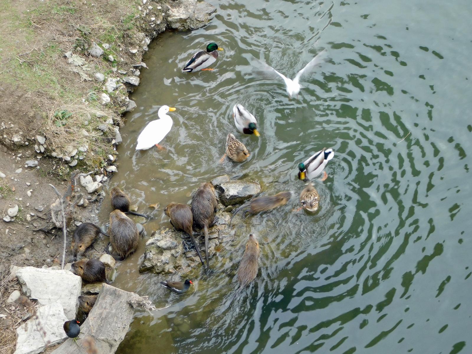 Un gruppo di nutrie si azzuffa con alcuni uccelli per contendersi del cibo gettato dal ponte Mercatale