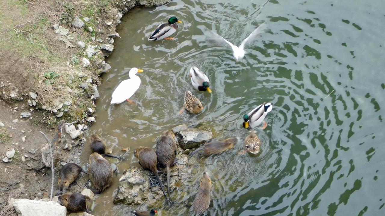 Un gruppo di nutrie si azzuffa con alcuni uccelli per contendersi del cibo gettato dal ponte Mercatale