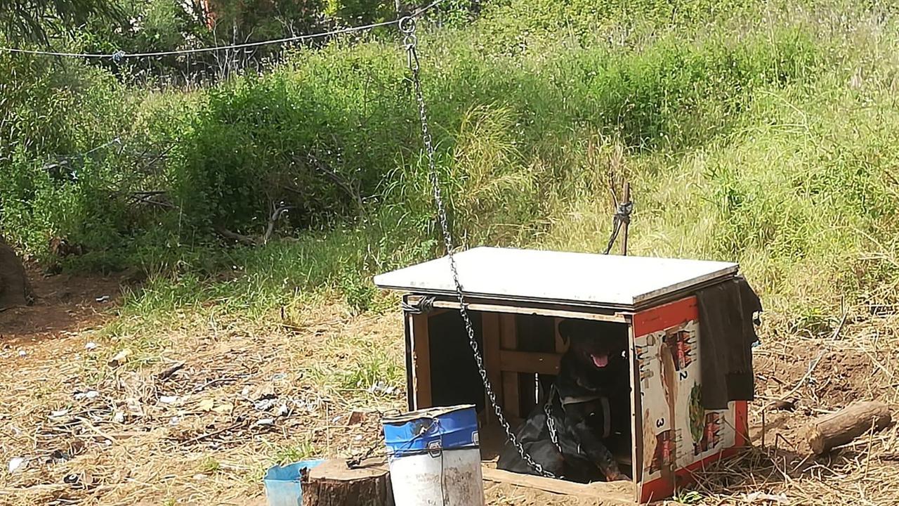 Il cane liberato da polizia locale e barracelli