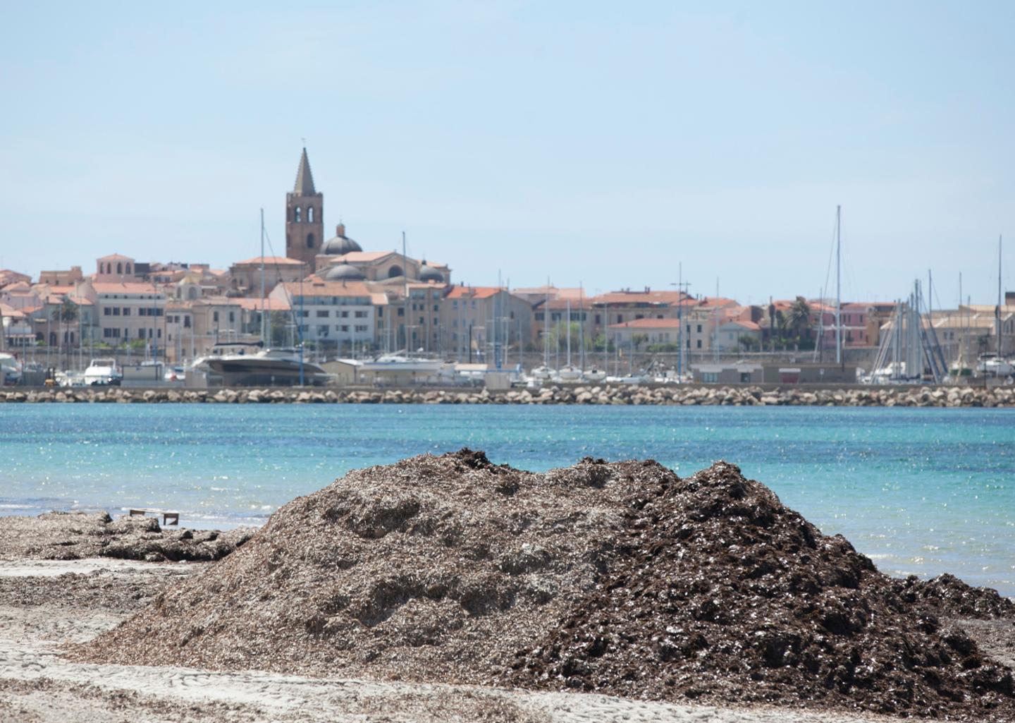 A San Marco l’estate delle alghe 