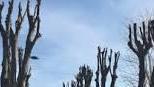 Città in Comune: potature selvagge alberi in pericolo