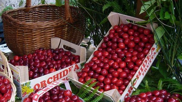 La sagra non si farà, le ciliegie di Lari vanno in tour nei mercati settimanali