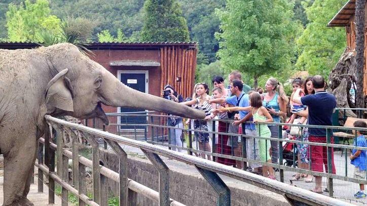 Coronavirus, lo zoo ha perso l’80% delle entrate