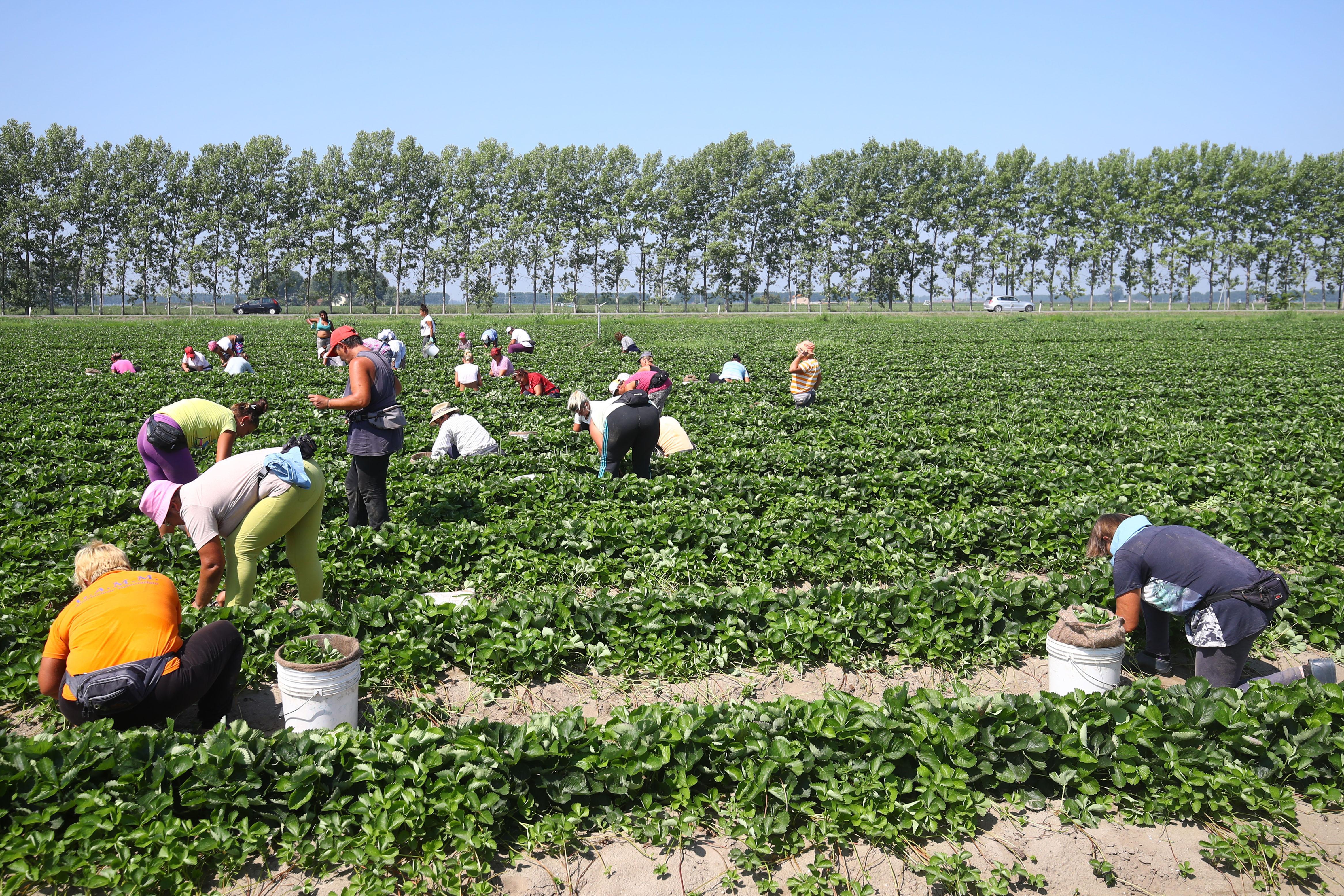 Agricoltura: varati prestiti agevolati per 95 milioni di euro
