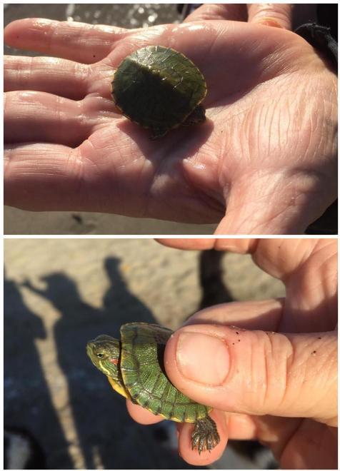 Cuccioli di tartaruga tra le dune di Tirrenia: la natura riconquista spazi all’uomo 
