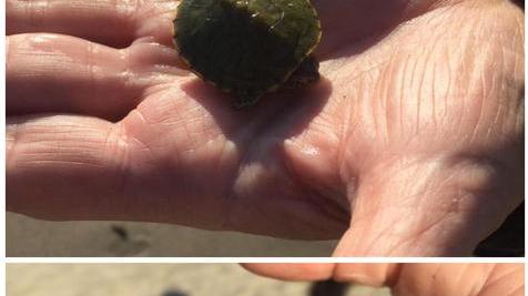Cuccioli di tartaruga tra le dune di Tirrenia: la natura riconquista spazi all’uomo