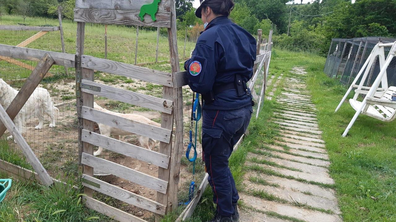 Maltratta il cucciolo: "Volevo solo educarlo". Pensionato denunciato