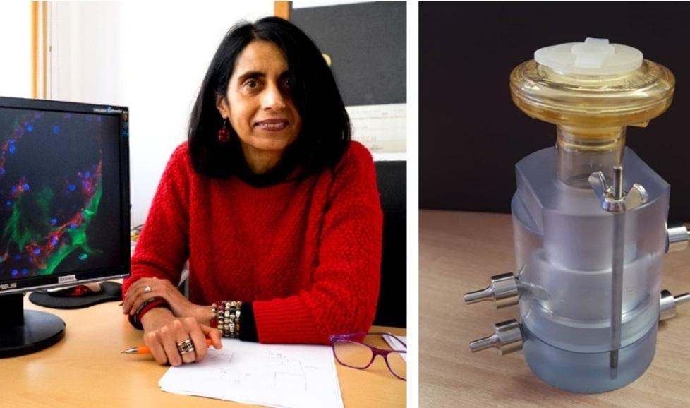 Speranze dal polmone in 3D per studiare come il Covid fa ammalare le cellule 