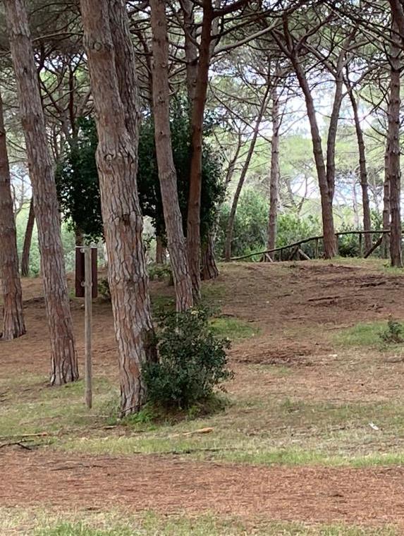 Grandi pulizie nella pineta di Maria Pia 