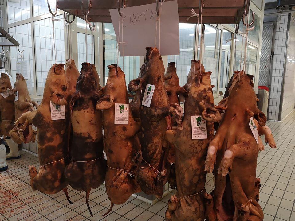 Villasalto, dal Gerrei in dono alla Caritas 20 maialetti