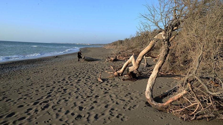 Il litorale sud di Cecina, quella che costeggia la pineta del Tombolo (foto Falorni/Silvi)