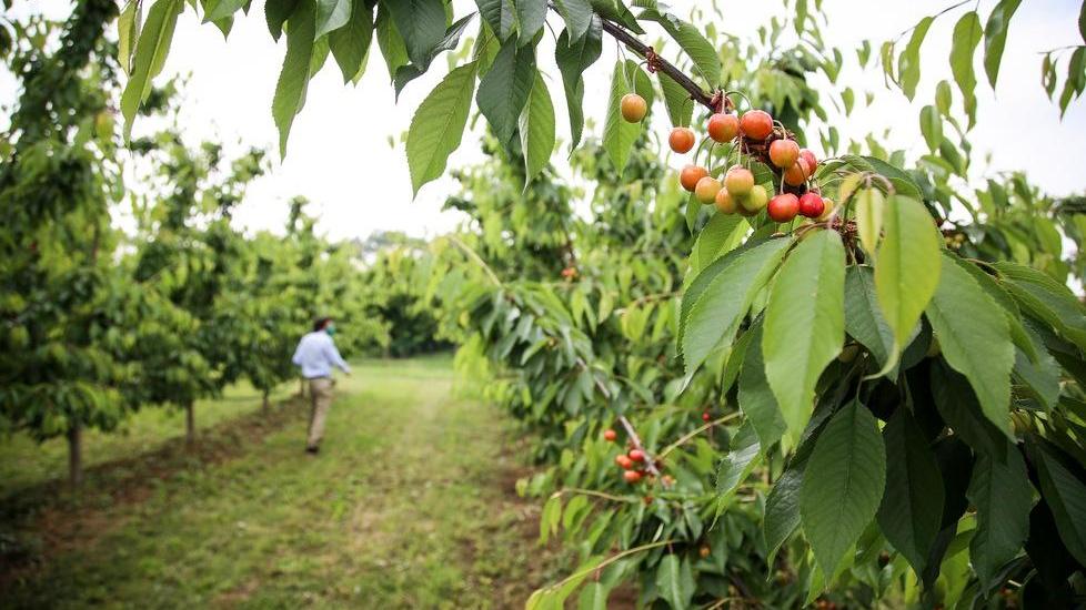 Vignola, il ciliegio è per sempre: già 150 le adozioni arrivate anche dall’isola di Pantelleria