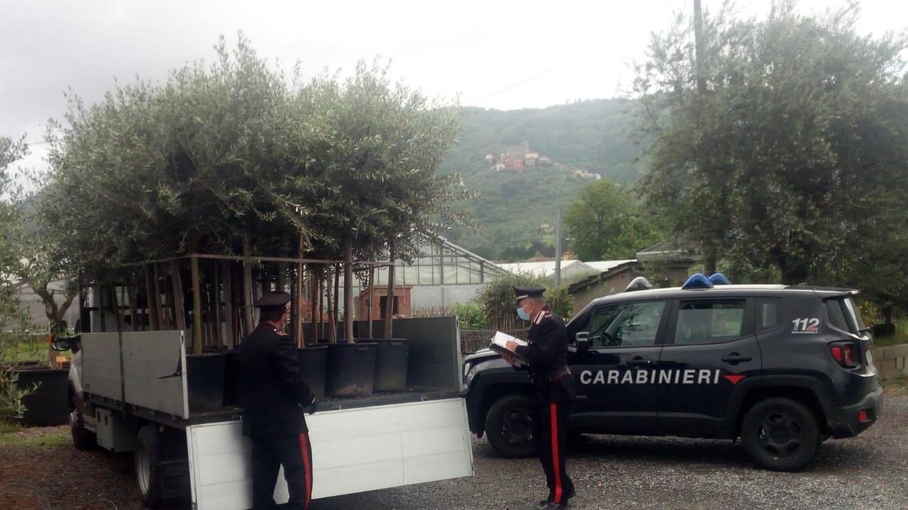 Furti nei vivai, arrestato un 58enne